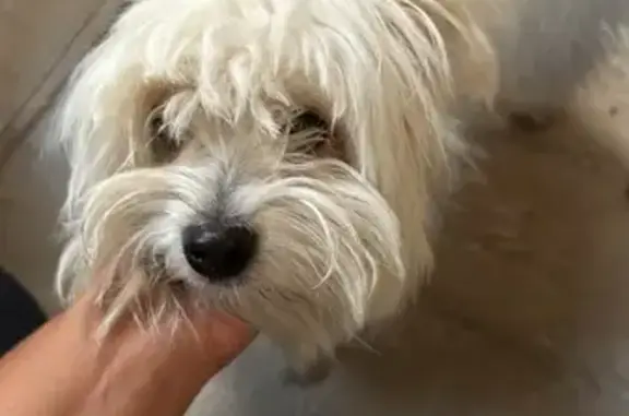Chien trouvé au 43 Chemin de l'Olivet, Le Cannet - photo