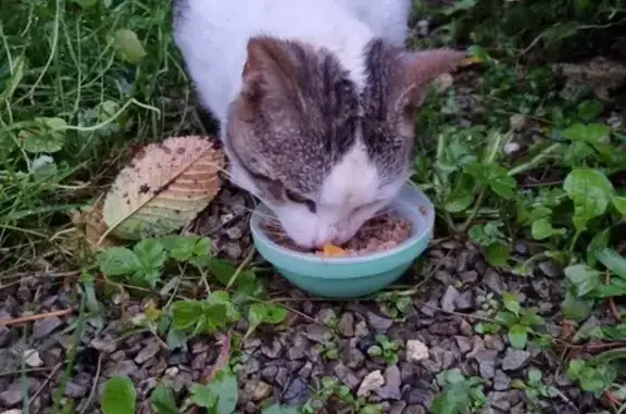 Chat européen trouvé, queue tigrée, affamé - photo