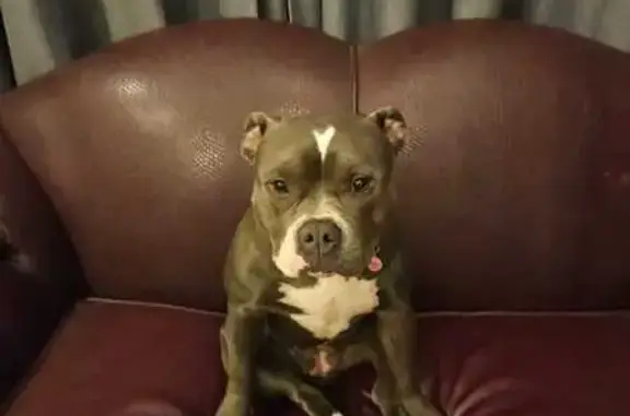 Lost Grey American Bull Dog in Koster