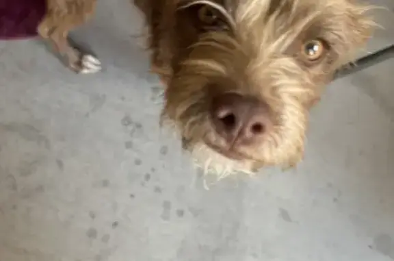 Found: Young Scruffy Dog in Sunrise Highlands