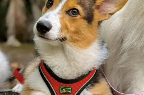 Lost Male Corgi on Amber Rd, Singapore