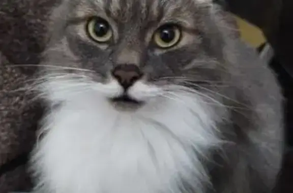 Animaux perdus Flers, photo: Chat gris et blanc disparu à Flers