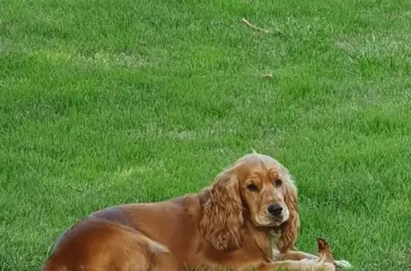 Chien perdu , photo : Cocker fauve perdu à Luzillé, aide recherchée