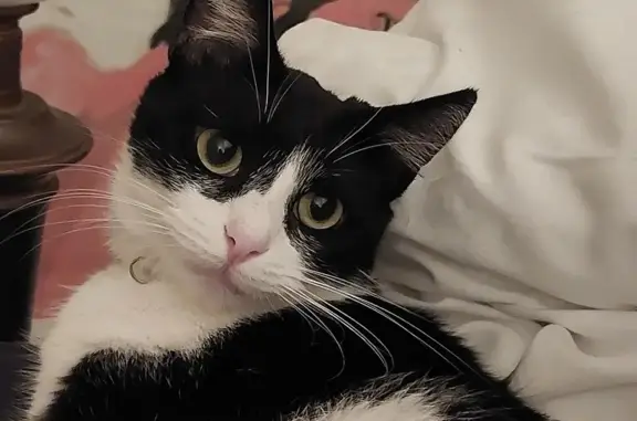 Chat perdu, , photo: Chatte noire et blanche disparue à Écouché