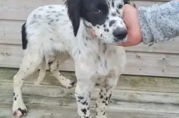 Chien trouvé Landéhen, photo: Jeune Setter Anglais trouvé à Landéhen