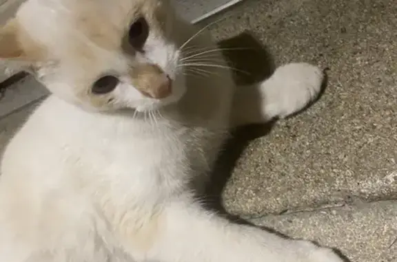 Animaux trouvés , photo: Chat tatoué affectueux trouvé à Vadans