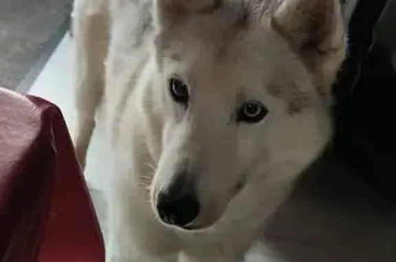Chien perdu , photo : Chien husky blanc tache grise perdu, St-Pierre