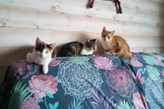 Chat trouvé Nouvelle-Aquitaine, photo: Trois chatons de 4 mois trouvés à Cercoux