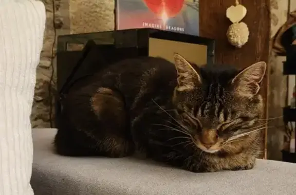 Chat perdu, Nouvelle-Aquitaine, photo: Chat européen tigré disparu à Barzan