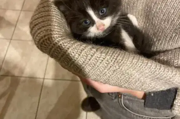 Chaton trouvé sous une voiture à Cormery - photo
