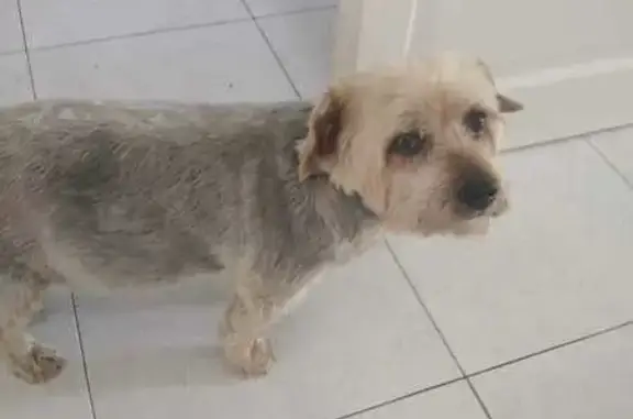 Chien perdu: Yorkshire mâle dodu, Le Fauga - photo