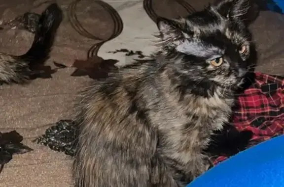 Lost Tortoiseshell Cat on North Neenah Ave