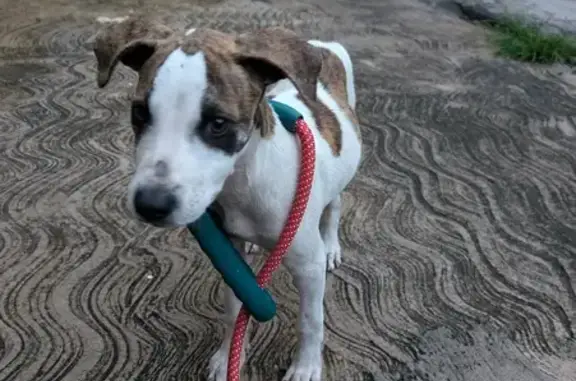 Perro Encontrado: Hembra Blanca con Manchas Cafés en Iguala