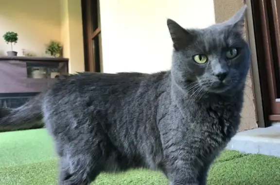 Chat Bleu russe gris femelle perdu 18 sept - photo
