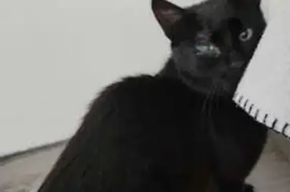 Chat trouvé , photo: Chat noir mâle blessé trouvé à Saint-Nectaire