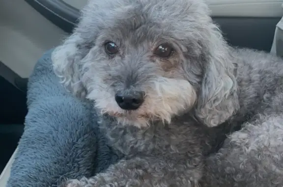 Lost Gray Poodle Mix, Deaf & Blind - $300 Reward