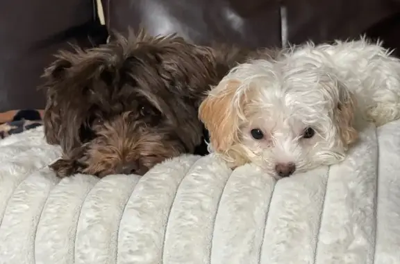 Lost Dogs: Bella & Goofy, Sycamore Ridge Lane