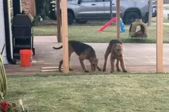 Missing Airedale Brothers in OKC: Alvinn & Simon