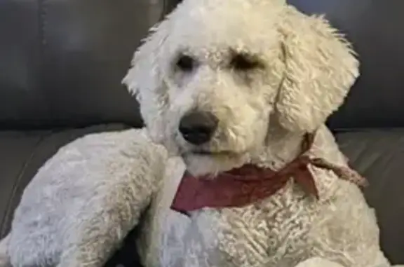 Lost Goldendoodle Ellie - North Little Rock