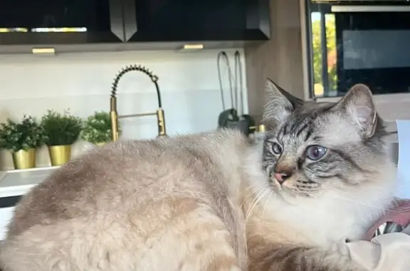 Chat perdu, , photo: Chat sacré de Birmanie perdu à Renieville