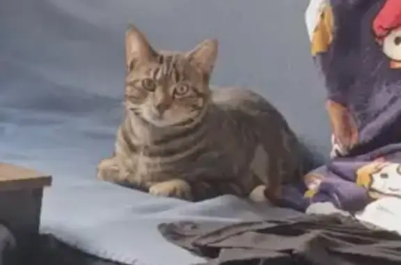 Chat mâle castré perdu, Rue Gustave Jover - photo