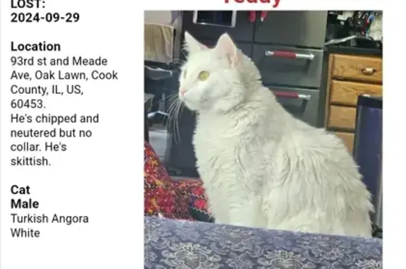 Missing White Cat - Last Seen Sept 29, Oak Lawn