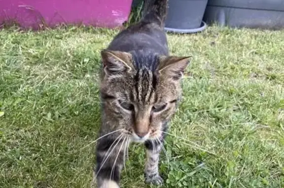 Chatte tigrée trouvée à Lutzelhouse - photo