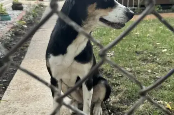 Found: Friendly Husky-Beagle Mix in Chicago