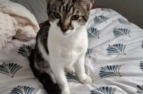 Chat trouvé , photo: Chaton trouvé à Grand'landes, Rue de la Piscine