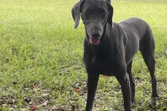 Found Dog: Call 727-614-1066 in Spring Hill