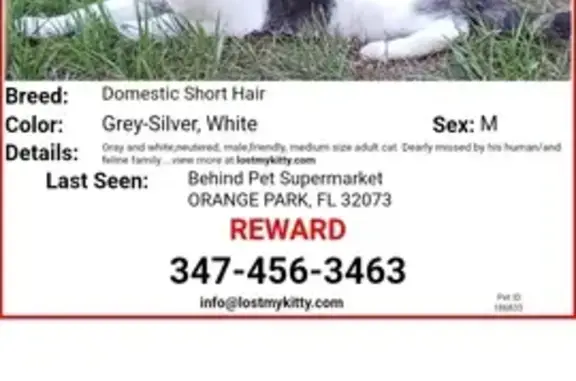 Missing Friendly Gray & White Cat - $500 Reward