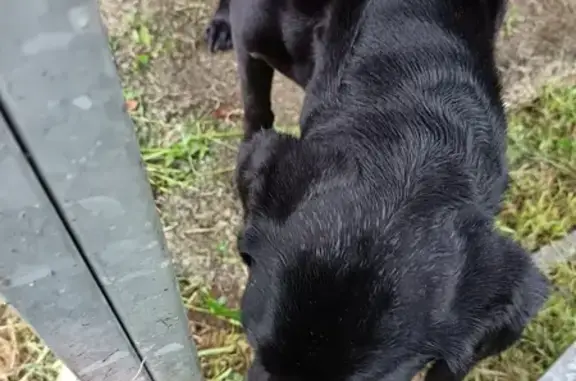 Chienne labrador croisée trouvée à Saint-Ovin - photo
