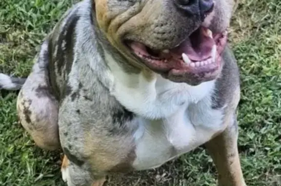 Lost Emerald Green Merle Bully in Mebane