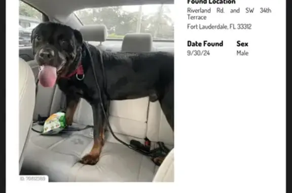 Found Black Rottweiler, No ID - Fort Lauderdale