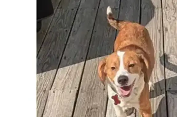 Lost Beagle Mix: Tan/White, Microchipped, Plainsboro