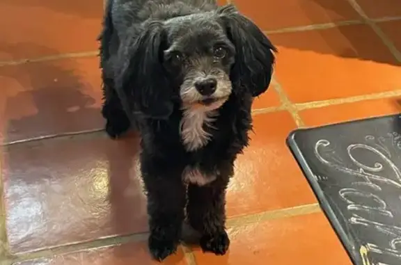 Lost Schnauzer Mix in Newport, TN - Help!