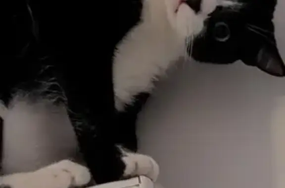 Animaux perdus Joué-lès-Tours, photo: Chaton noir et blanc perdu à Joué-lès-Tours