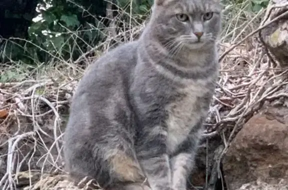 Chat perdu après déménagement à Cavalaire - photo
