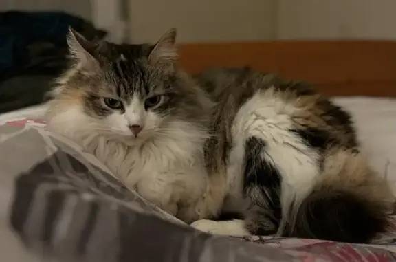 Chat tricolore perdu, poils longs, Pamiers - photo