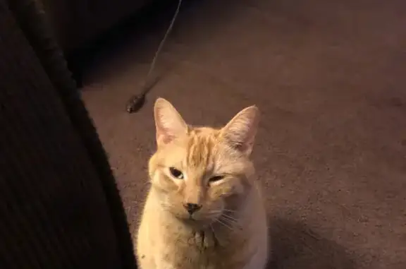 Urgent: Missing 16-Year-Old Orange Tabby Cat!