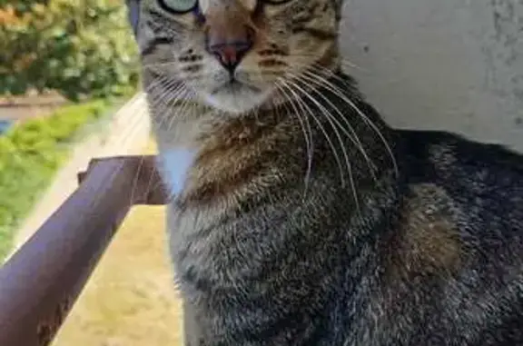Animaux perdus Bron, photo: Chat tigré noir et beige perdu à Bron