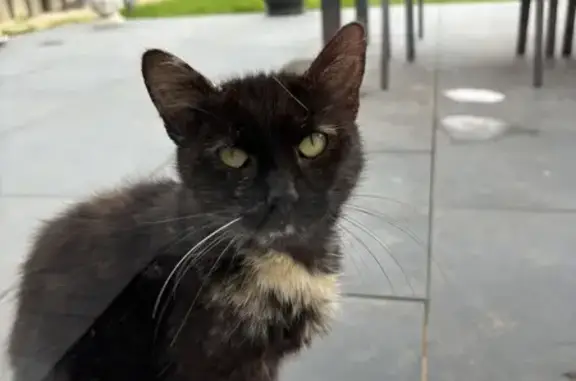 Chatte écaille sociable trouvée à Tilloy-lez-Cambrai - photo