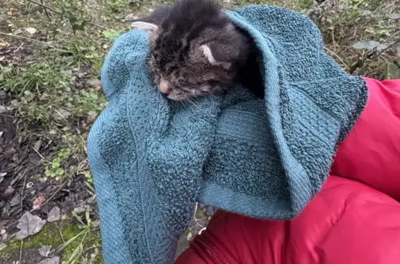 Chaton trouvé cherche famille d'accueil à Uckange - photo