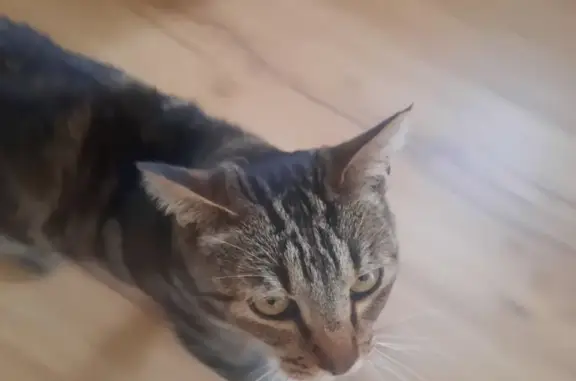 Chat trouvé Plouénan, photo: Chatte tigrée grise trouvée à Plouénan