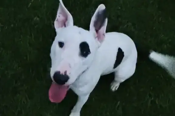 Chien trouvé Strasbourg, photo: Jeune femelle bull terrier trouvée à Strasbourg
