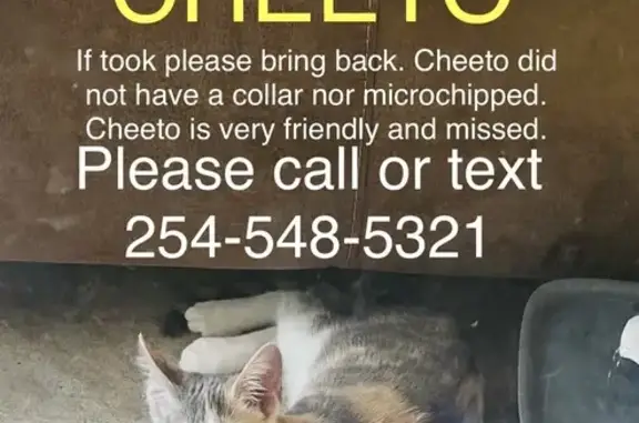 Lost Cat on Rambler Drive, Waco - Help!