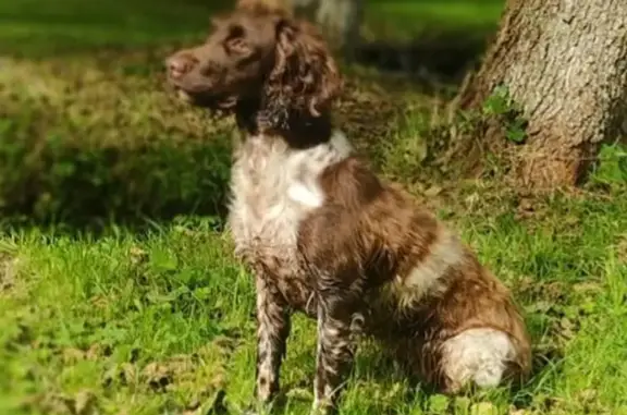 Chien Springer 3 ans perdu à Sourdeval - photo