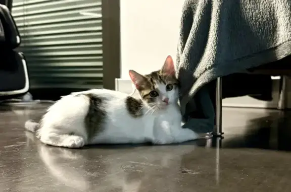 Chaton blanc femelle trouvé à Miribel - photo