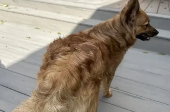 Found Fawn Dog: Wet & Scared on Porch