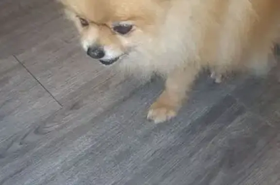 Chien trouvé: Spitz nain, harnais rouge, Eydoche - photo